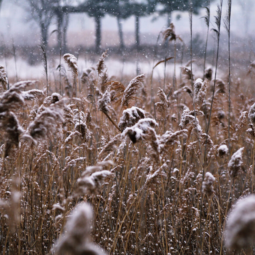Grass seed heads catching snowflakes for a winter display.