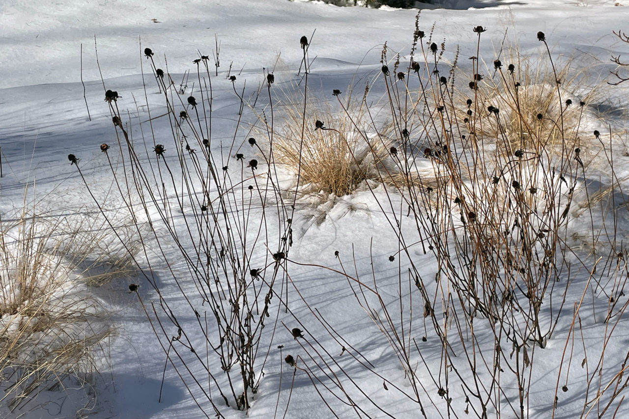 The tiny seed heads of Echinacea dots the landscape contrasting with the blonde grass left uncut for winter.