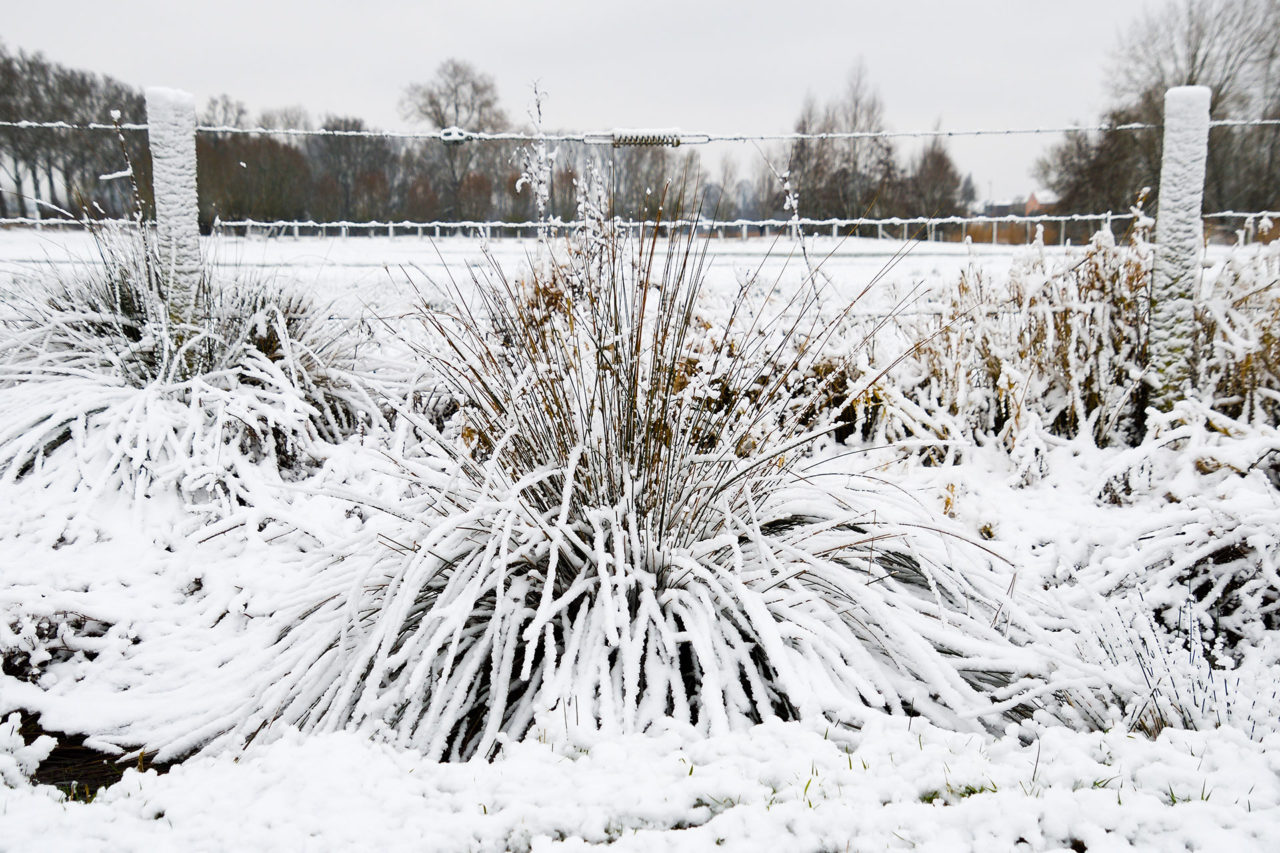 Snow-covered grasses add shape and interest to a resting garden.