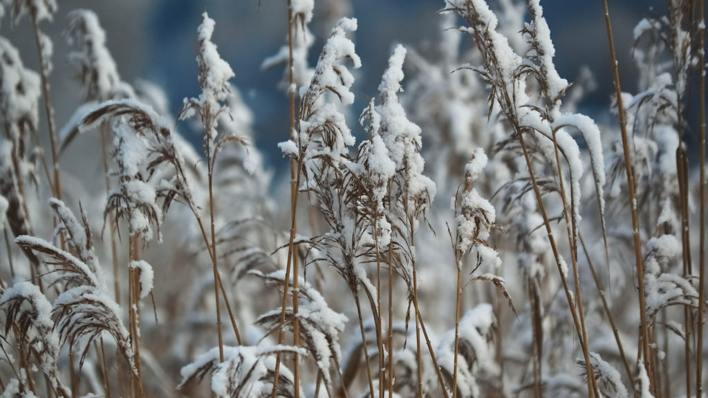 Tall grasses continue to provide screening and sanctuary for wildlife.