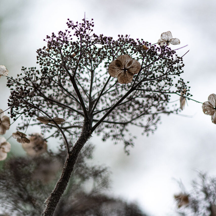 Snow-covered ground brings the garden’s winter silhouette into focus, highlighting the sculptural forms of trees, shrubs, and ornamental grasses after the growing season fades.
