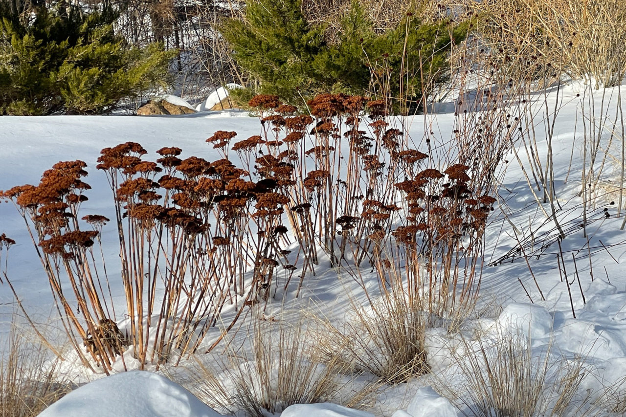 Uncut perennials and grasses together with foliage of evergreens add interest and color to the winter garden.