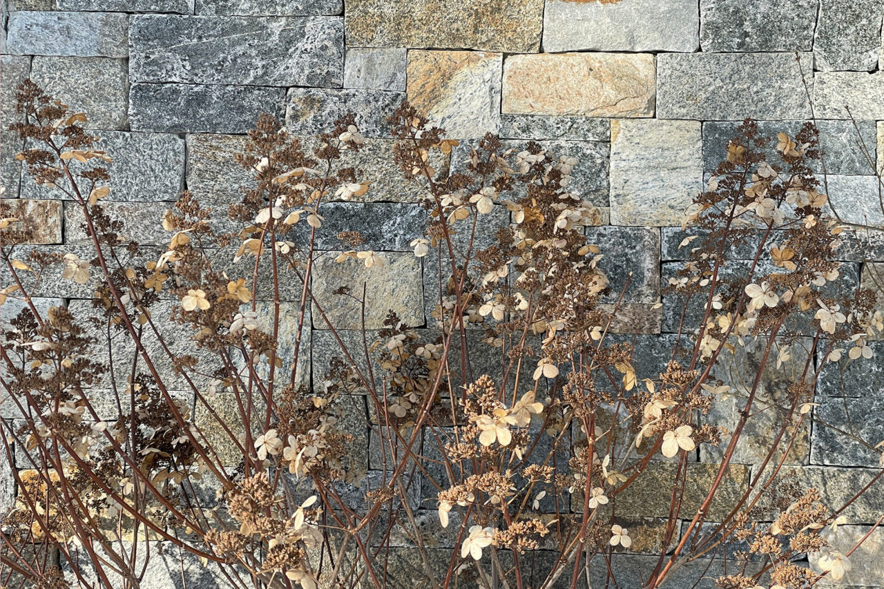 Hydrangea flowers softens a stone wall.