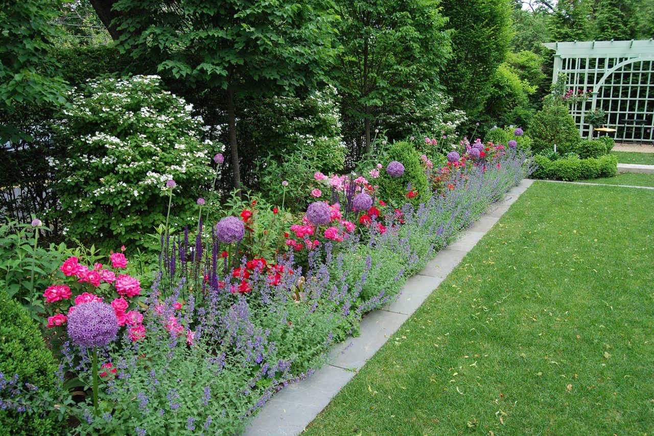 Brookline, MA - Beautiful shades of purple and pink provided by alium, nepeta, salvia, and landscape roses.