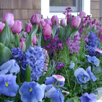 containers - weston, window box, spring, pansy, tulips, hyacinth, english daisies