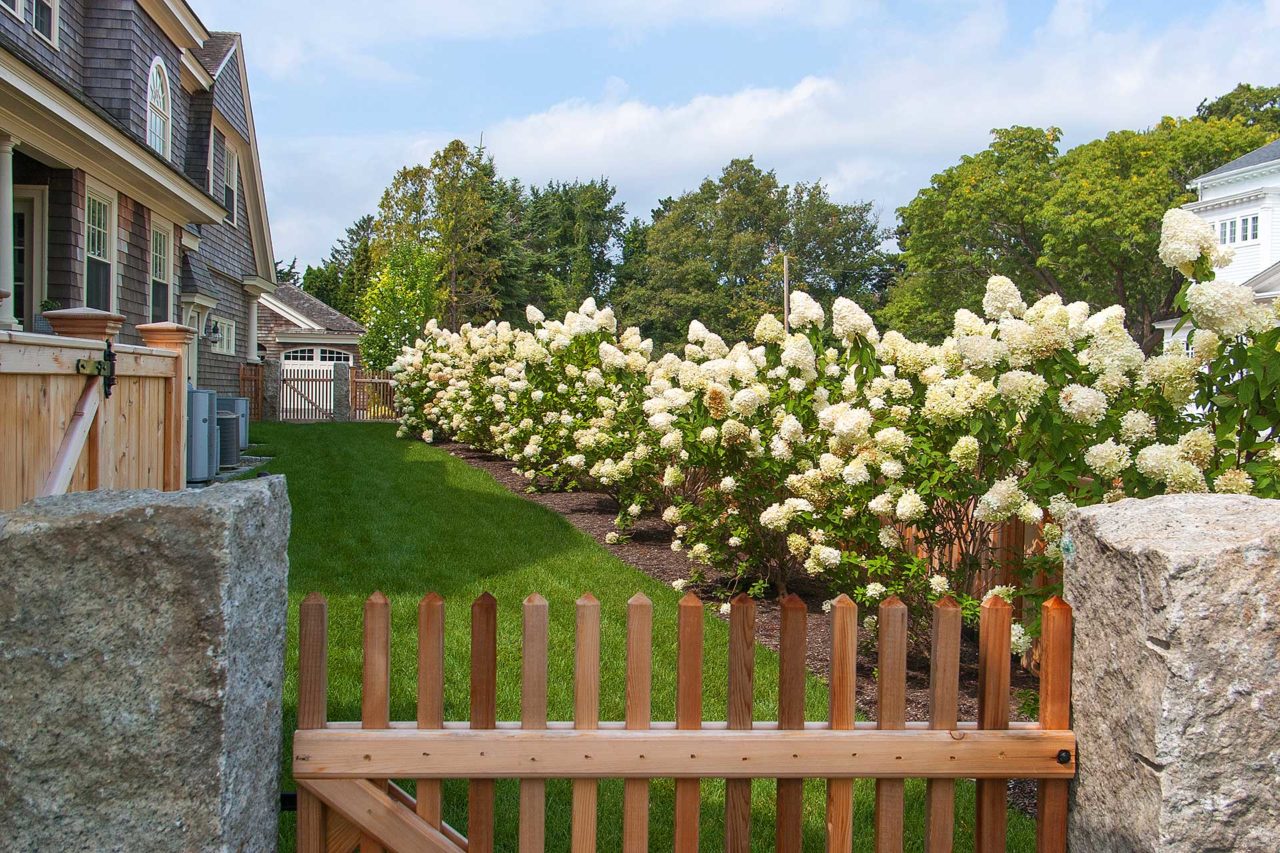 Duxbury, MA - Limelight hydrangeas at peak flowering time also double as a side property screen.