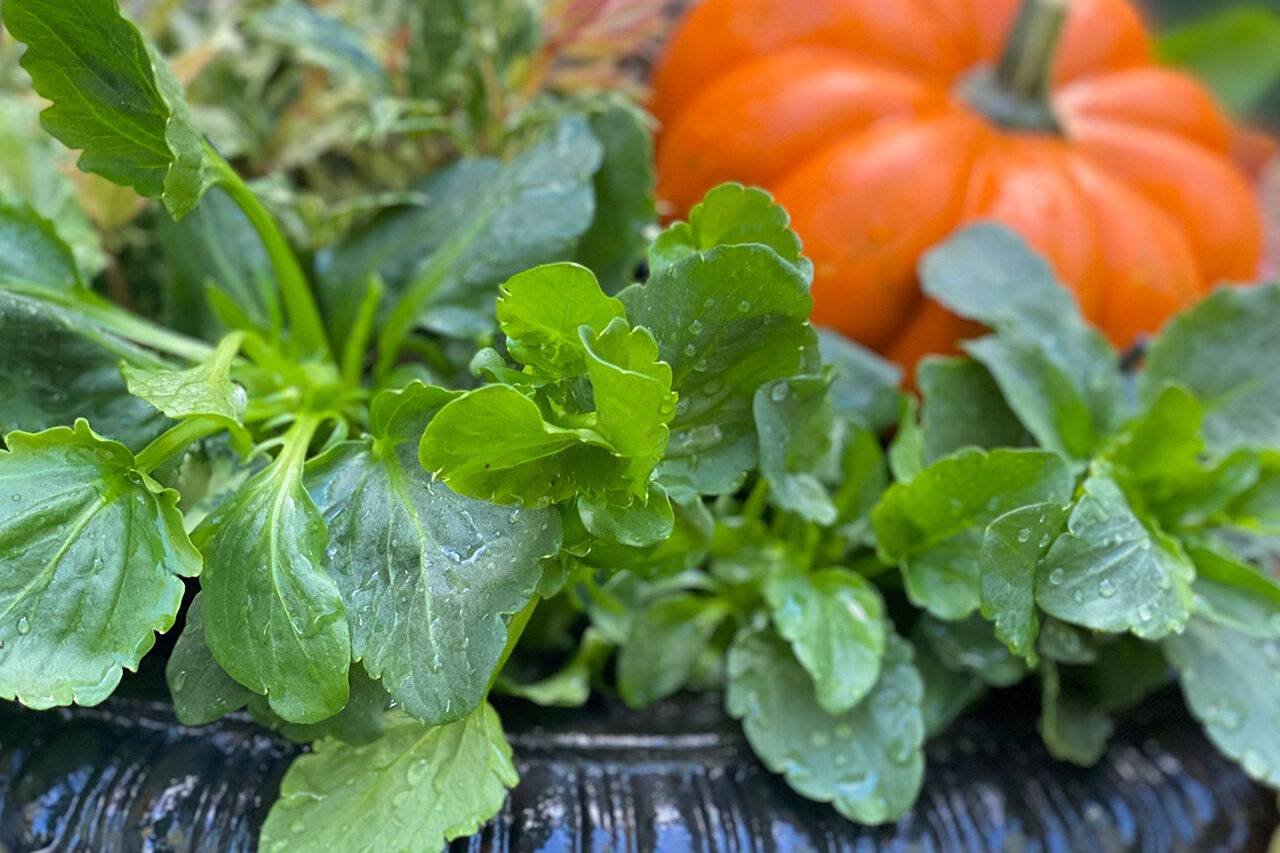 Close-up of a black cast-iron planter with fall annuals and mini pumpkins highlights texture, craftsmanship, and the details that elevate seasonal containers.
