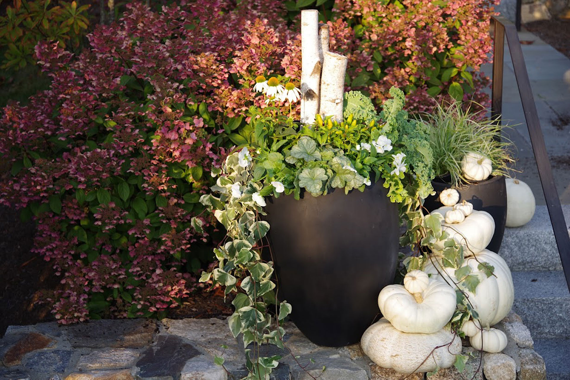 Brookline, MA black urn with white pumpkins creates elegant contrast at the entry, showing how refined fall displays can still feel seasonal and fresh.