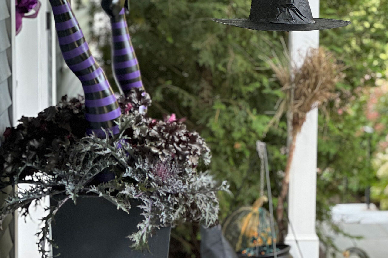 Lexington, MA inn entrance dressed with a giant spider, cornstalks, and pumpkins blends harvest decor with Halloween fun, welcoming guests with playful seasonal flair.