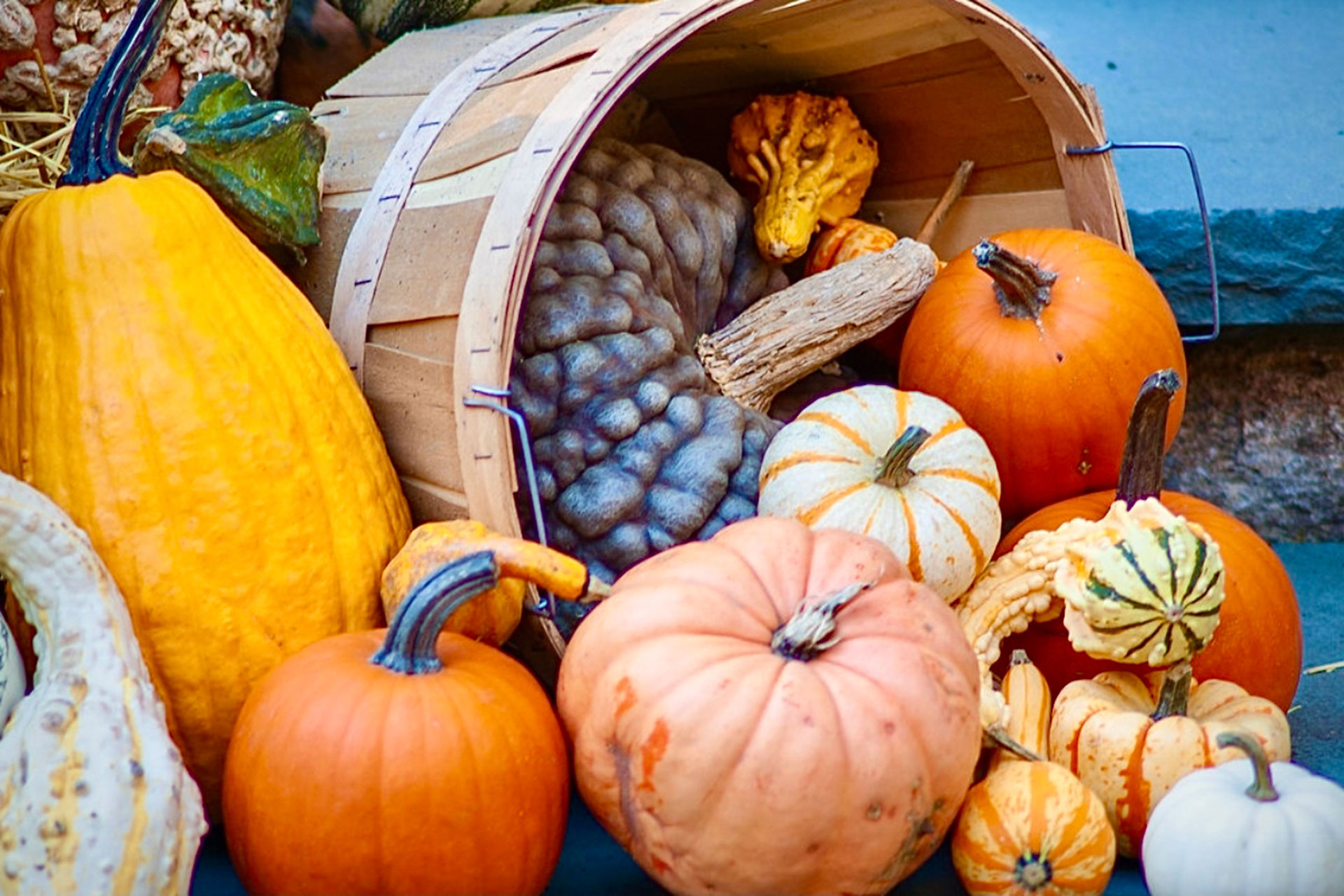 A rustic wooden basket overflows with heirloom pumpkins and gourds, offering a close-up look at autumn texture and a flexible decorative accent for porches or walkways.