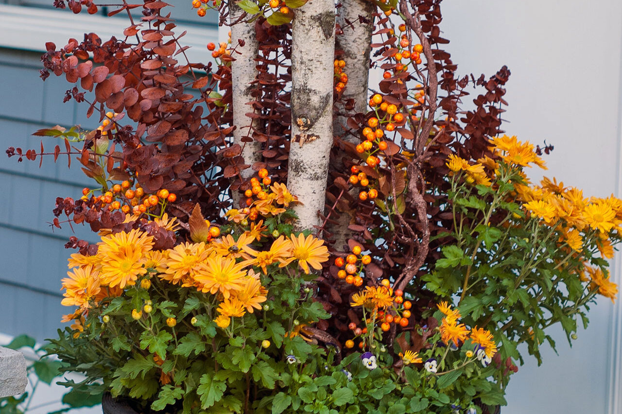 Tall black planter with birch poles, orange berries, and golden mums create vertical interest, adding drama and seasonal structure to a modern fall entry display.
