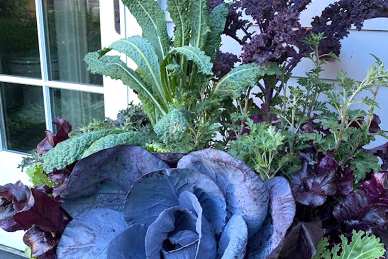 Cool-season ornamental cabbage and kale fill a sculptural container, delivering texture and color that lasts through fall while offering an easy, customizable update for entries and patios.
