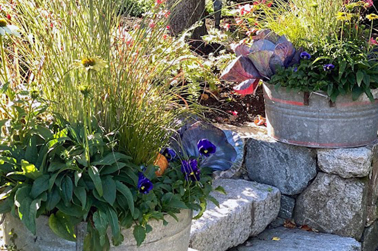 Stone terrace planters filled with ornamental grass and pansies connect hardscape and fall color, enhancing outdoor spaces with seasonal warmth.