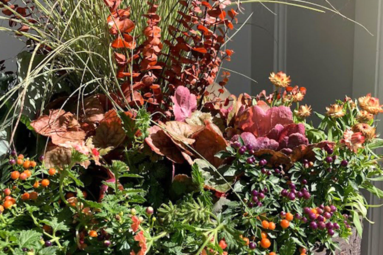 A rich urn planter mixing fall annuals, berries, and grasses creates depth and movement, adaptable to both traditional and contemporary settings.