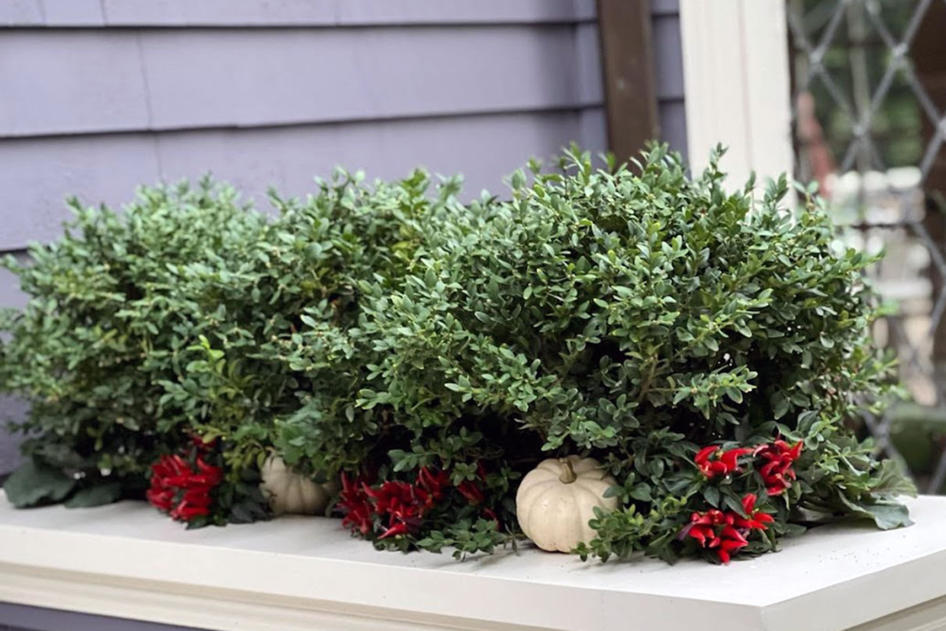Evergreen hedge window box accented with white pumpkins and red peppers adds crisp fall detail while maintaining year-round structure.