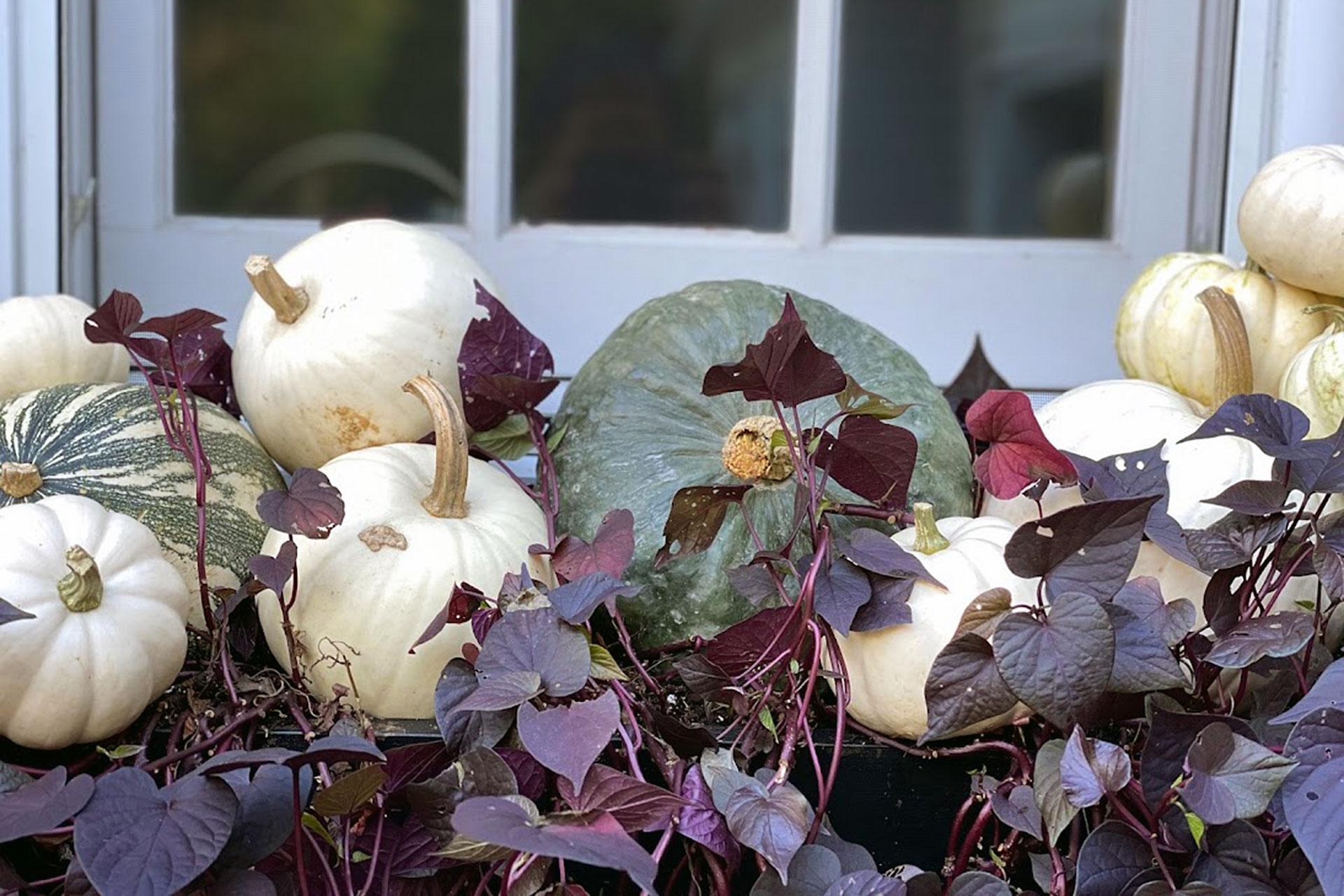 A window box featuring white pumpkins and trailing purple vine delivers a clean, modern fall look that contrasts beautifully with traditional architecture.