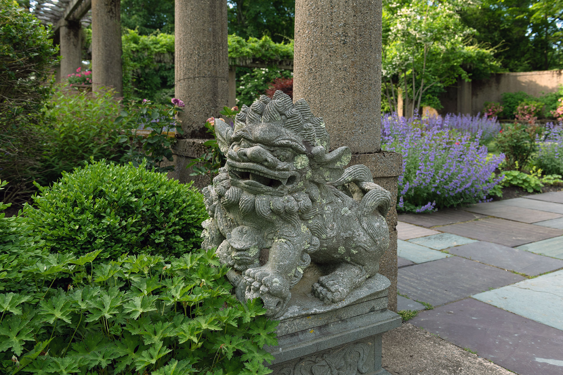 This traditional stone foo dog sculpture anchors the courtyard garden with strong lines and historic character, serving as a symbolic guardian and bold architectural focal point.