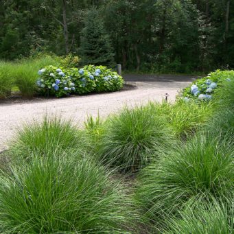 gardens - peastone driveway, ornamental grasses, hydrangea