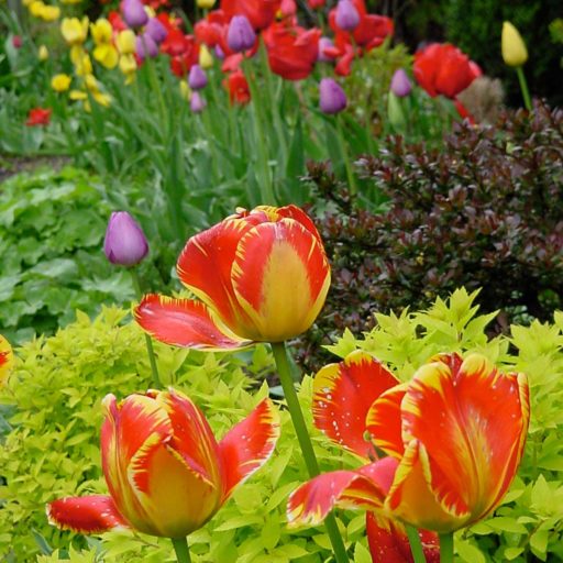 gardens - tulips