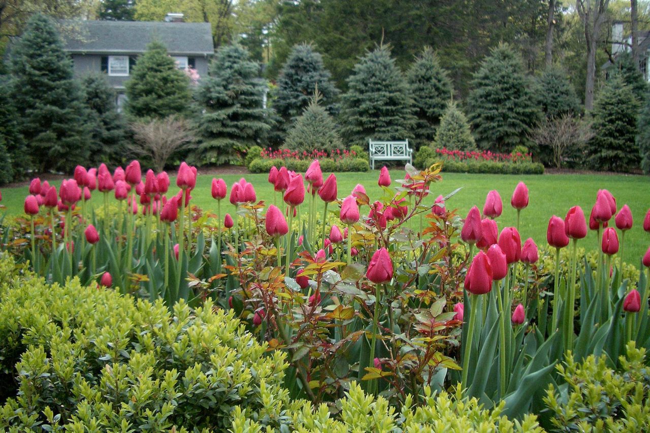 gardens - tulips, roses, boxwoods, screening evergreens