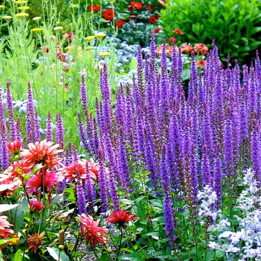 gardens - perennial flowerbed, salvia,