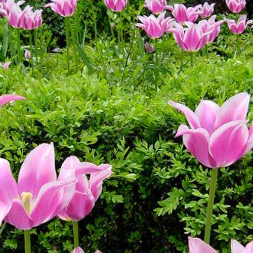 gardens - tulips, boxwoods