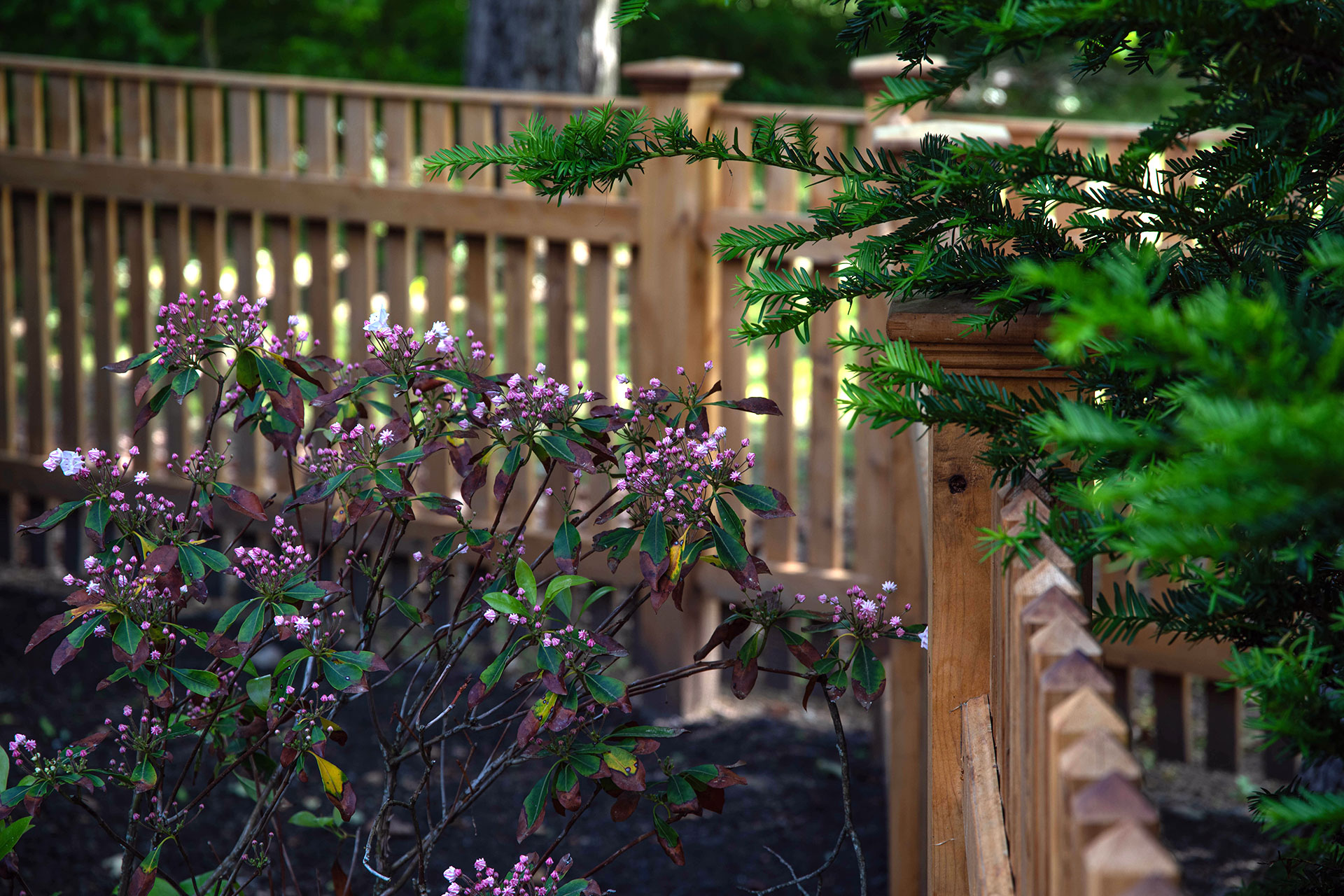 Cedar fencing borders this Newton shade garden, offering subtle separation while keeping plantings as the focal point.
