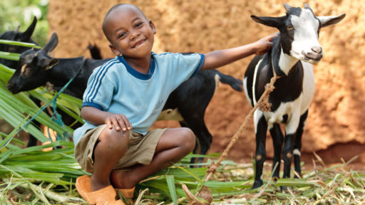 Giving Back to Heifer International, charity