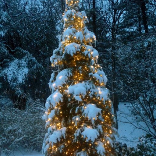 holiday - weston, christmas tree, decorate, winter, snow
