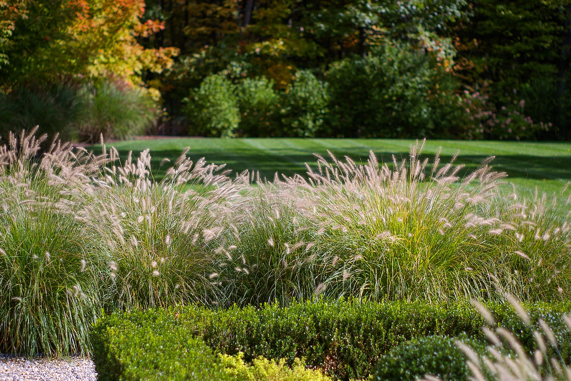 Grasses ease the transition from lawn to garden in this Wellesley property, adding softness, structure, and low-maintenance definition.