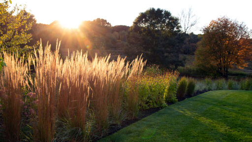 Golden grass plumes define this backyard in Weston, creating privacy, warmth, and dynamic texture through fall and winter.