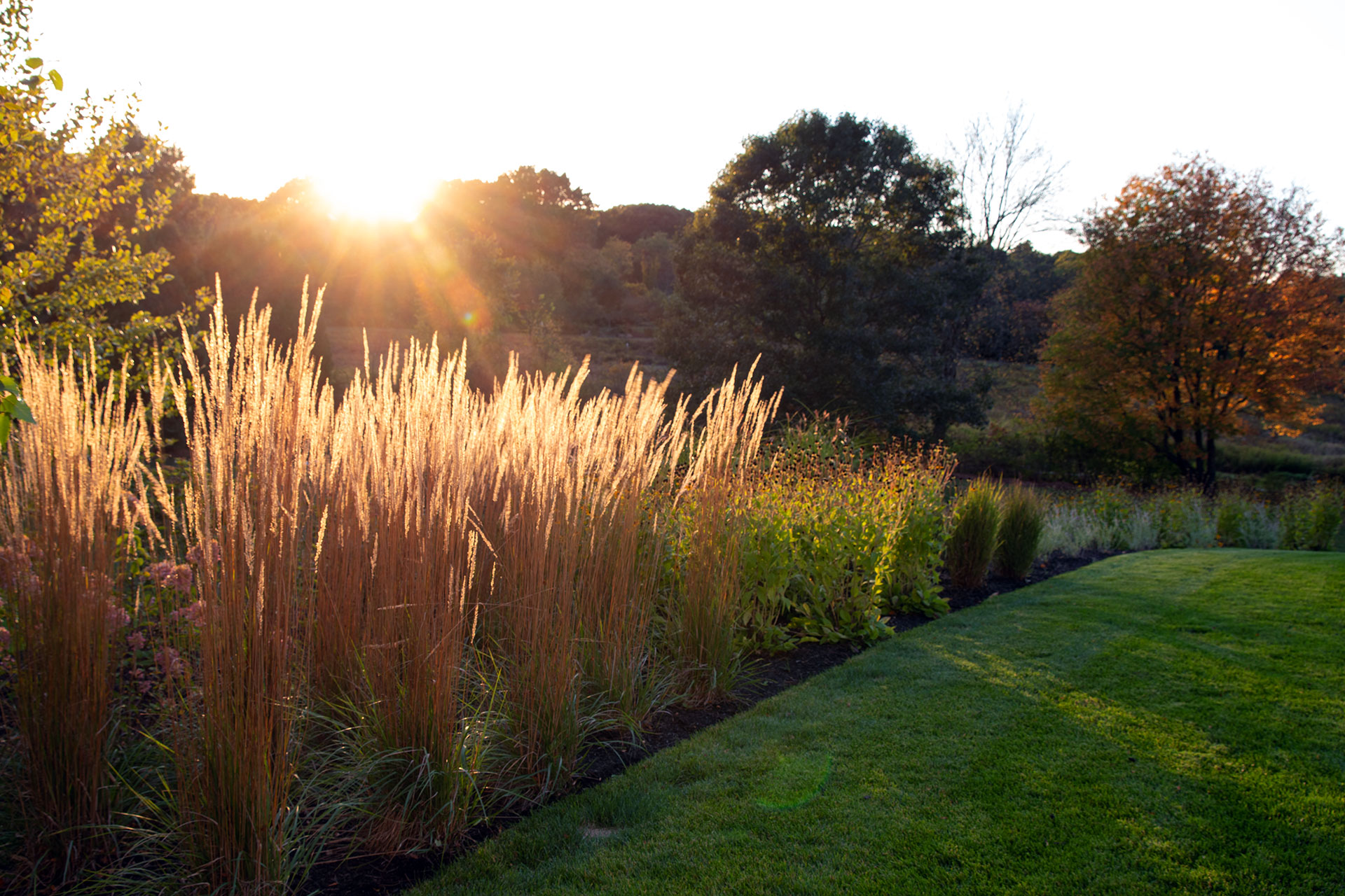 Golden grass plumes define this backyard in Weston, creating privacy, warmth, and dynamic texture through fall and winter.
