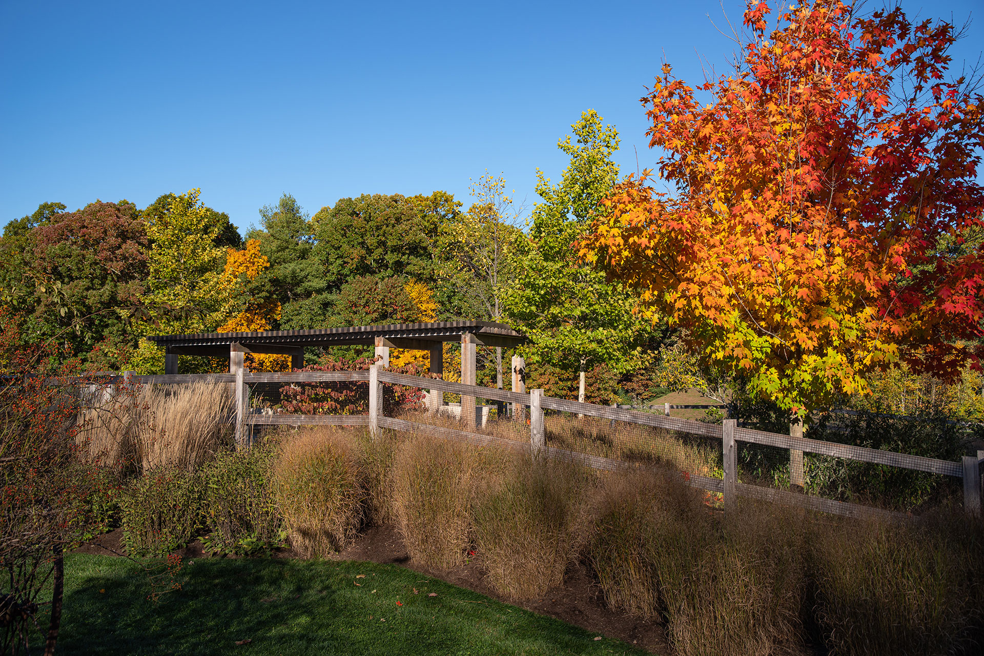 Tall ornamental grasses form a soft screen in this Lincoln yard, filtering views while adding movement and long-lasting seasonal interest.