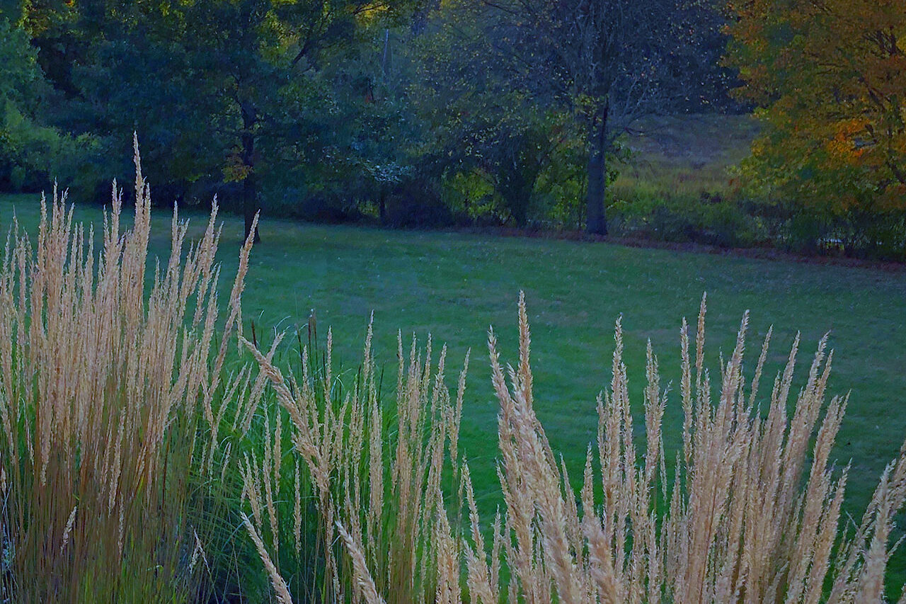 Tall ornamental grasses form a fall meadow with golden seed heads, creating natural screening, warm seasonal color, and gentle movement that softens the landscape through late autumn.
