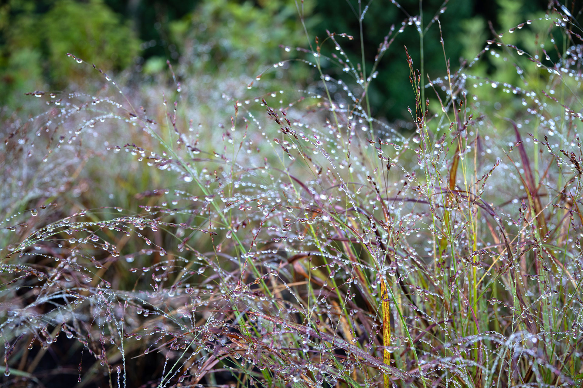 Fine-textured grass seed heads catch light in this Weston garden, delivering fall interest, movement, and visual warmth with little maintenance.