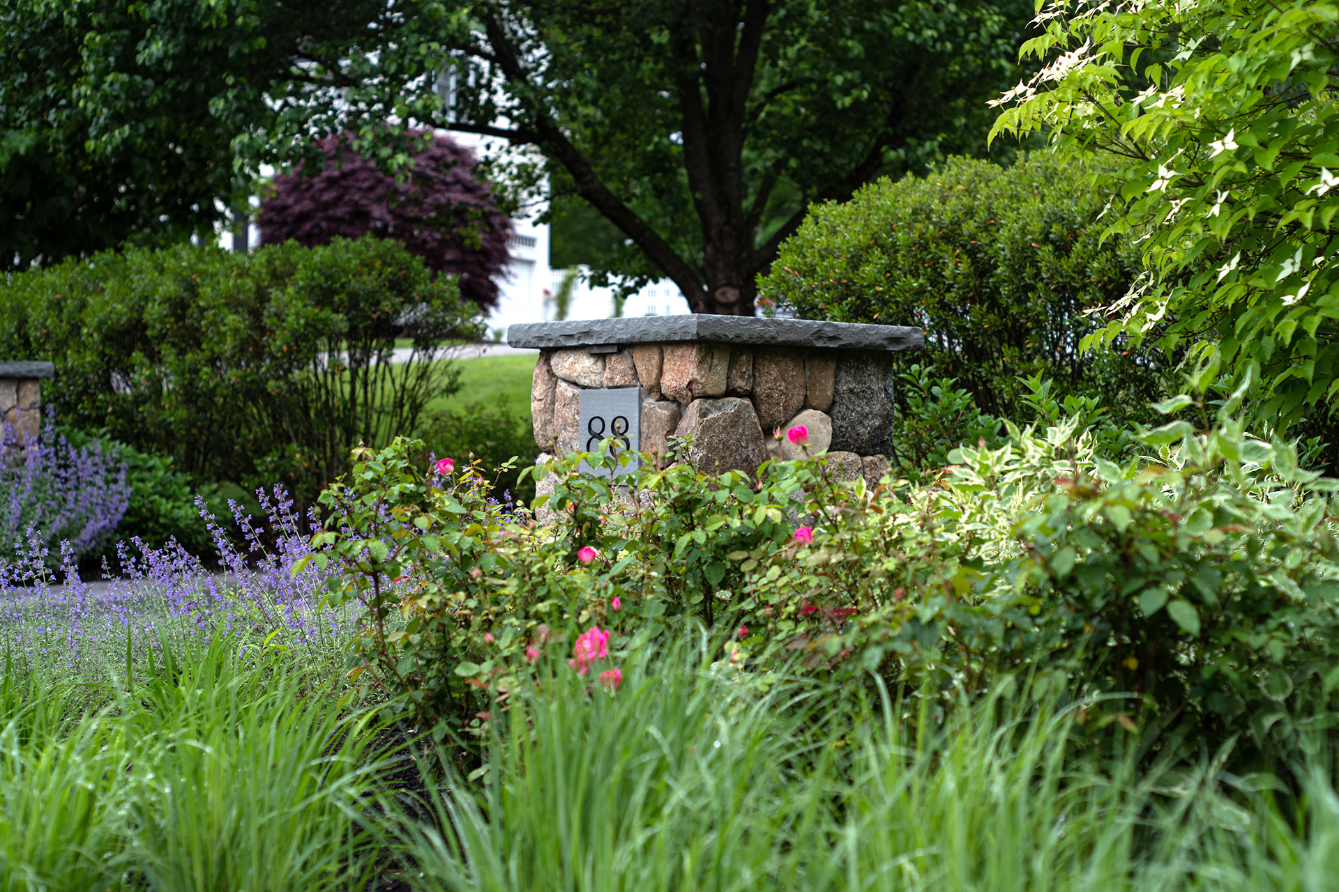 Foundation grasses at this Brookline entry enhance scale and texture, softening architecture while keeping sightlines clean and maintenance manageable.