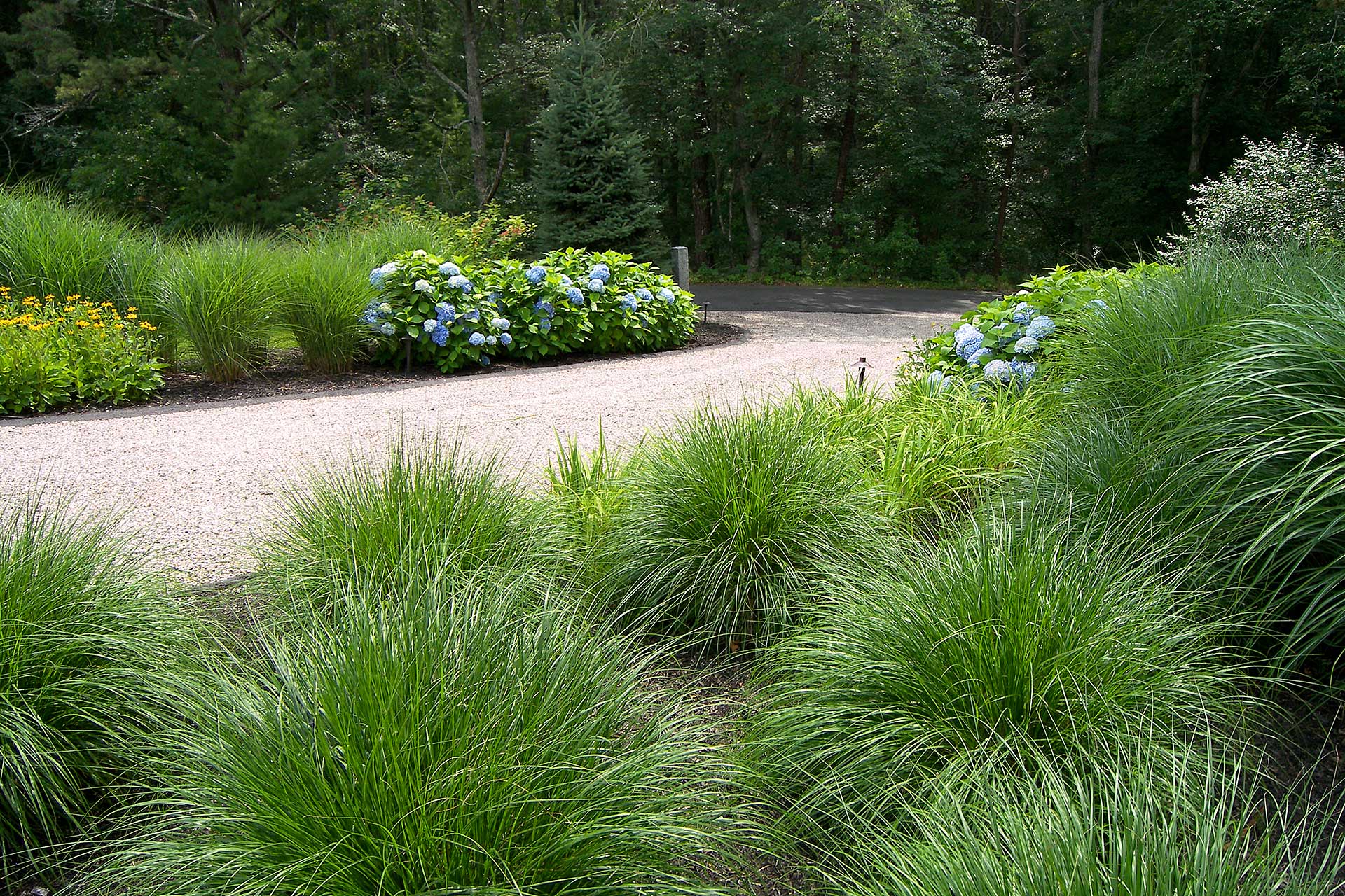 Fountain grass borders this backyard in Needham, creating a soft visual edge, improving circulation, and adding motion that makes the space feel relaxed yet intentional.