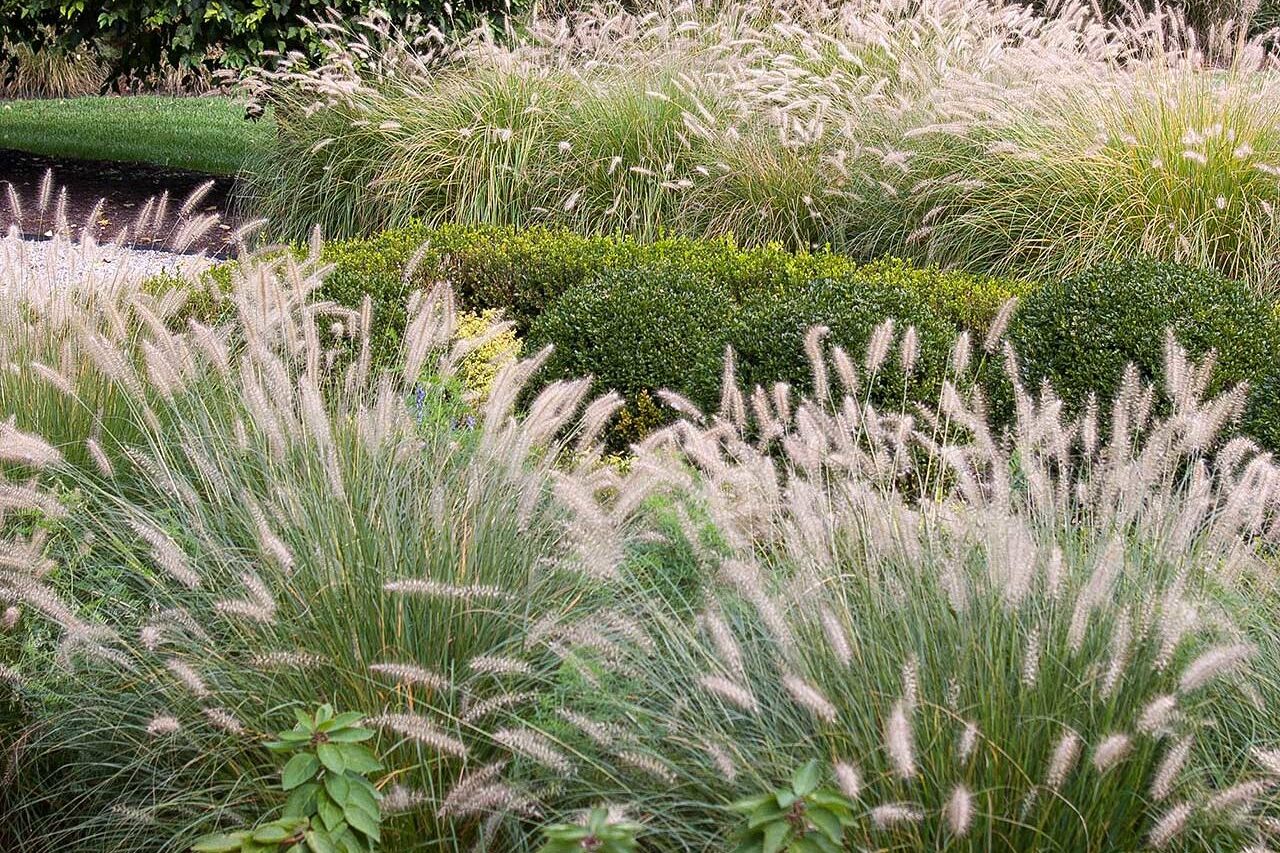 Repeated fountain grass plantings reinforce symmetry in this Weston property, delivering elegant structure, wind movement, and consistent seasonal color.
