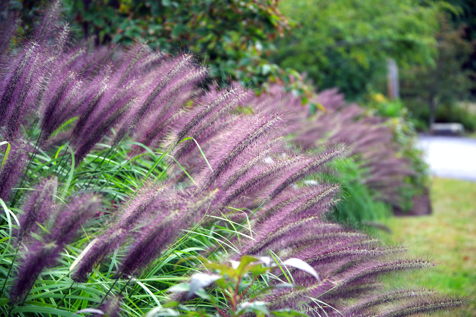 Deep purple fountain grass planted in clean lines adds bold contrast and modern structure to this Weston landscape while staying low-maintenance and seasonally dynamic.