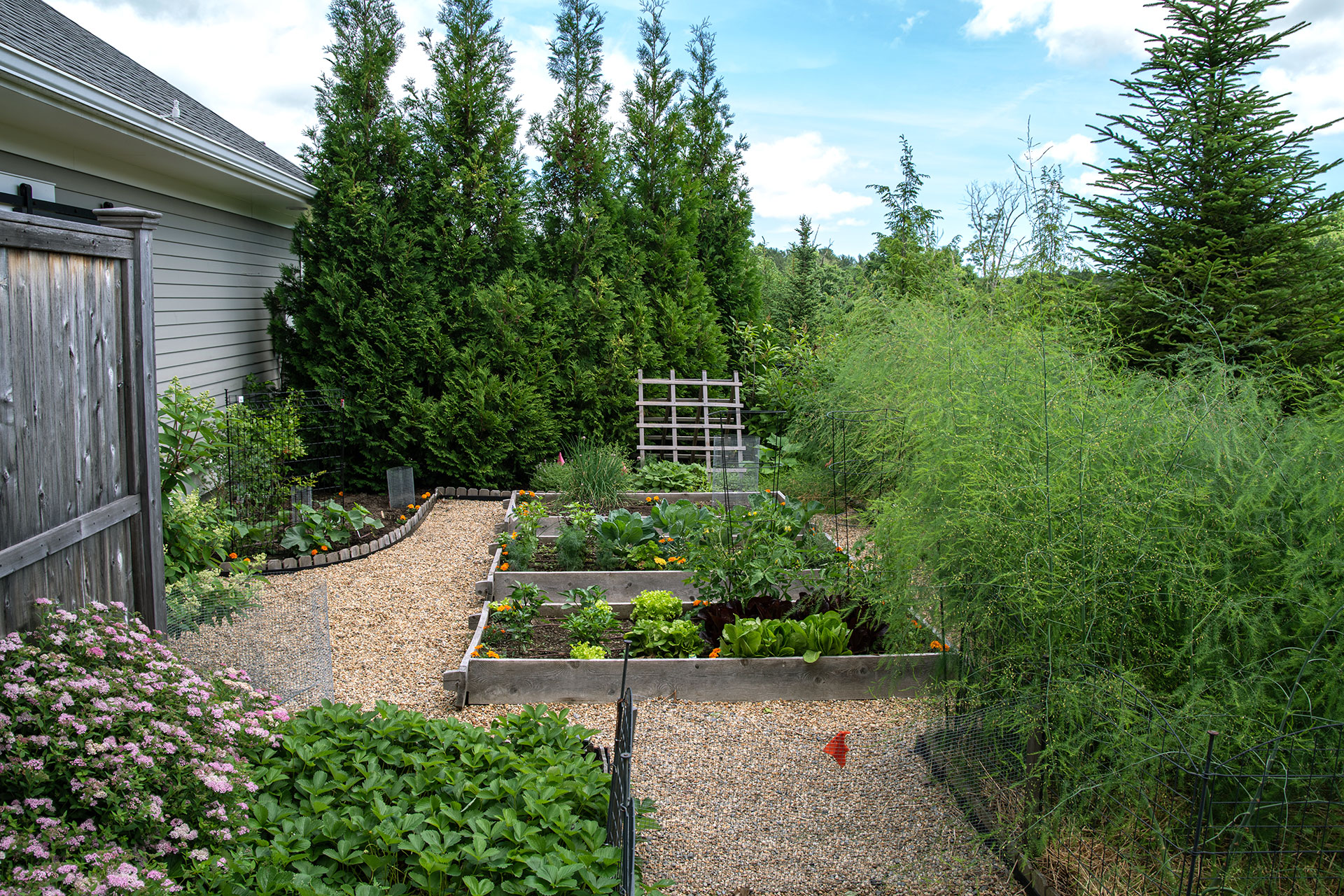 Gravel path between raised beds supports easy access, drainage, and clean circulation in a productive backyard garden.