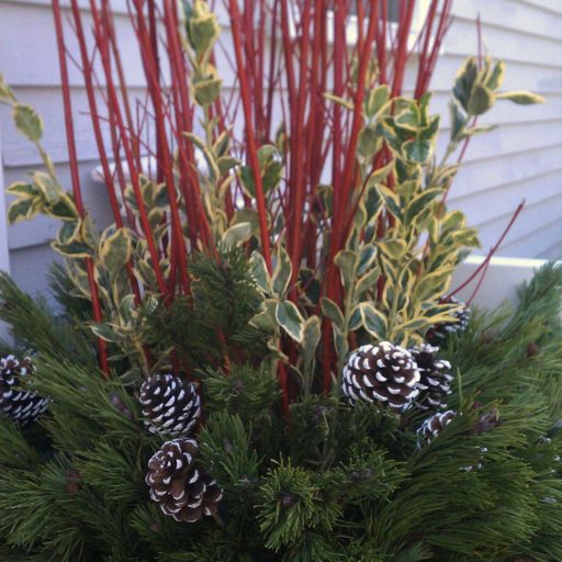 holiday - planter, pine, planter, winter
