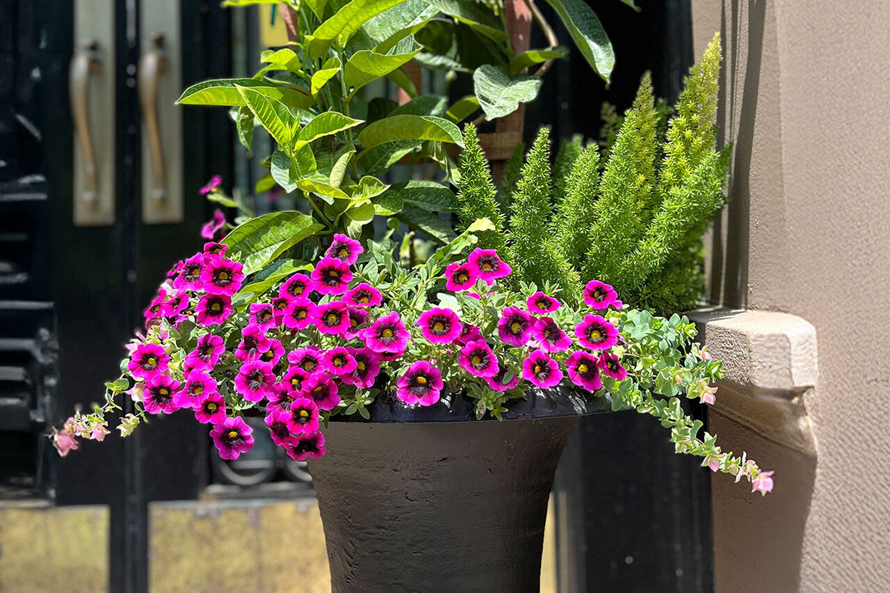 A black urn at an urban entry features petunias and evergreen accents, providing summer color while maintaining year-round structure.