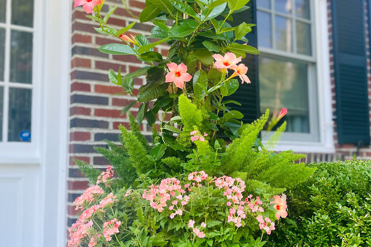 A classic cast iron urn at the entry features mandevilla, ferns, and mixed annuals, balancing elegance with manageable summer care.