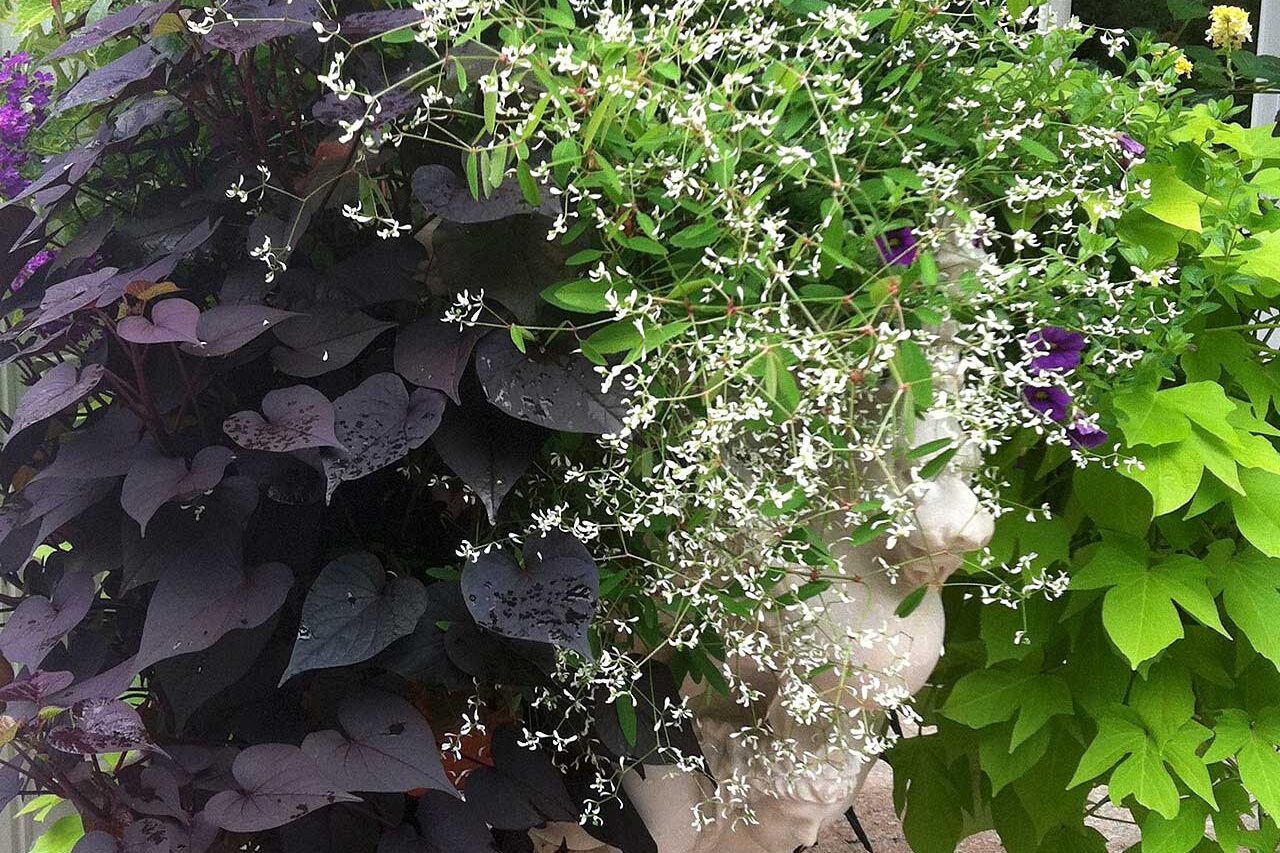 A classical stone urn combines mixed annuals and euphorbia at the entry, allowing plant color and texture to stand out seasonally.
