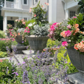 Formal stone urns along a front walk are layered with annuals and perennials, balancing structure with evolving summer plant interest.