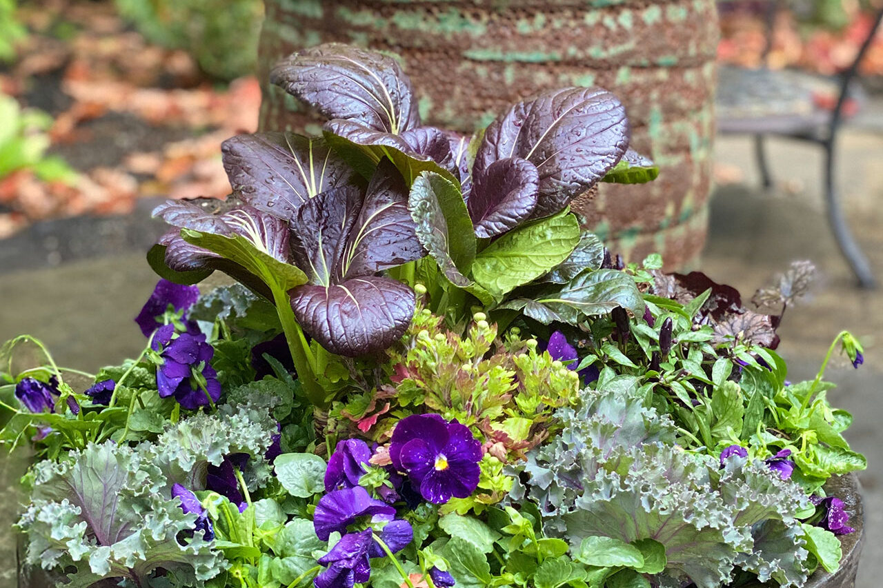 A hammered metal bowl features layered pansies and ornamental kale, combining texture and contrast in a spring-ready container.