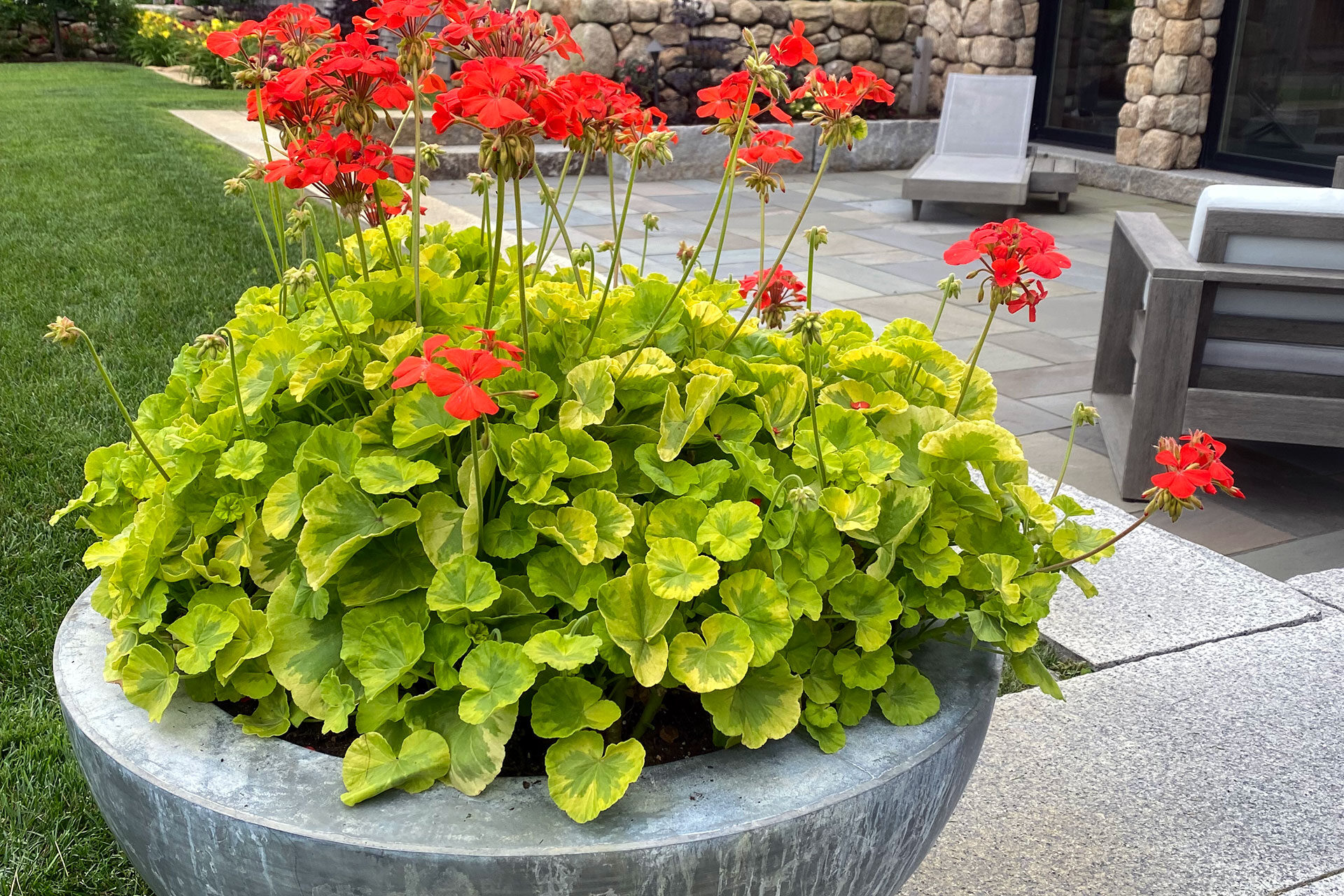 A large metal bowl overflows with geraniums and chartreuse foliage on a terrace in Weston, MA, delivering bold summer color with simple upkeep.