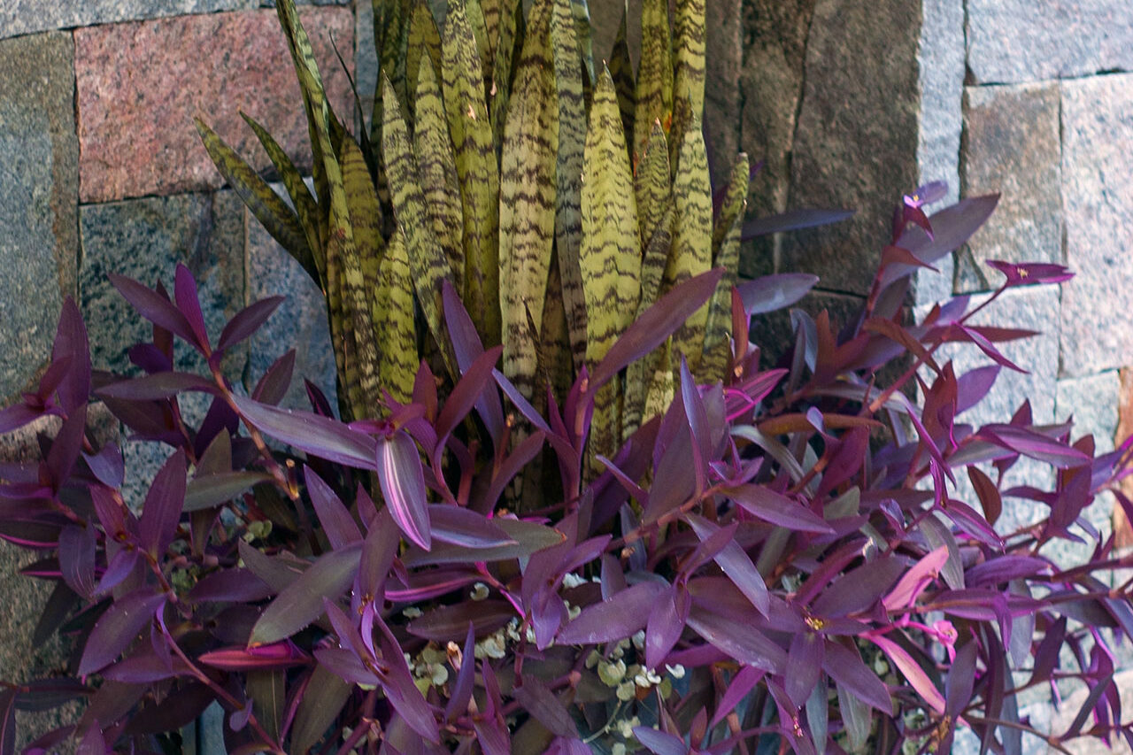 A square metal planter introduces a modern look with upright and trailing foliage, ideal for courtyards where clean lines and easy care are priorities.