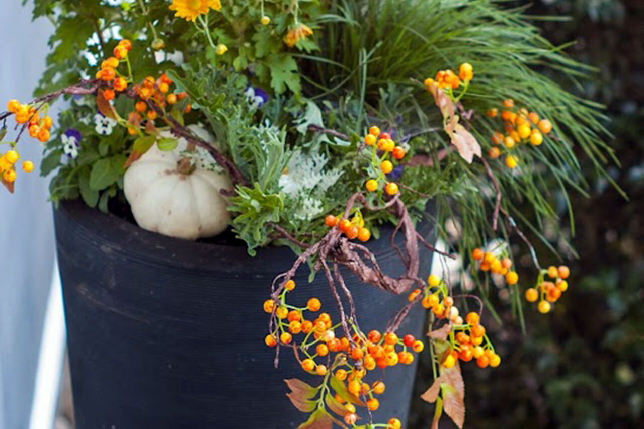 A tall black urn anchors a fall entry display with berries and grasses, using contrast and vertical form to transition easily from autumn into winter.