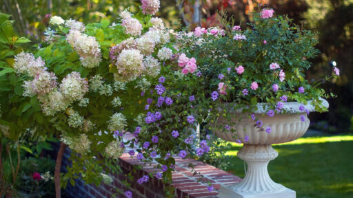 A classical white urn along the garden edge holds hydrangea and trailing annuals, softening hard lines while elevating plantings for better drainage and easy maintenance.